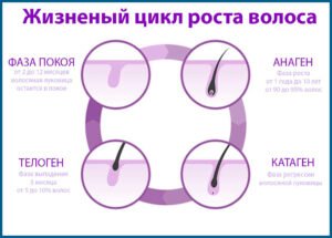 Обновляются ли волосы сами, то есть нормально ли то, что волосы выпадают ?